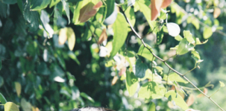 Đu trend chụp ảnh nghệ thuật ngoại cảnh với phụ kiện cực xinh