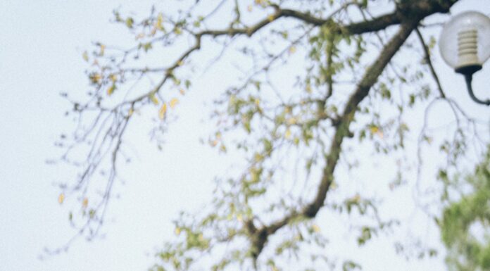 Chụp ảnh cưới tại hồ Gươm Hà Nội có điểm gì thú vị? Cập nhật 10/2025 Chụp ảnh cưới tại hồ Gươm Hà Nội có điểm gì thú vị? Cập nhật 10/2025