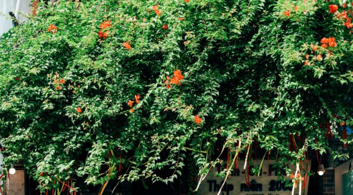 Chụp ảnh couple áo dài 2026 cho các cặp đôi yêu thích sự tối giản